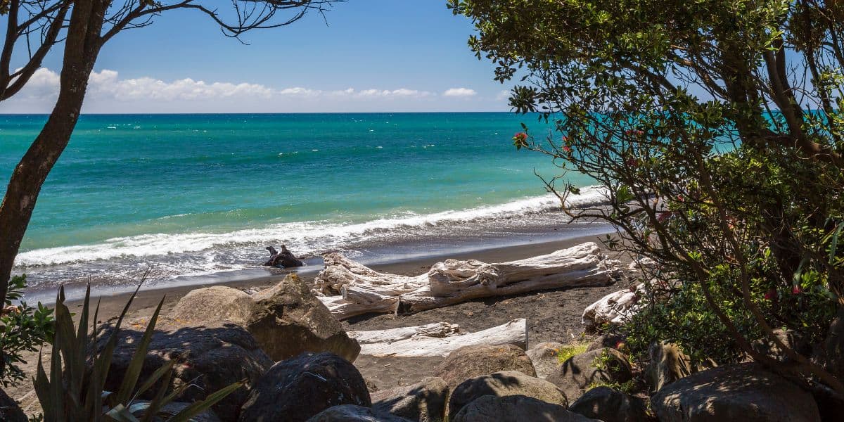 House Sitting in New Plymouth New Zealand