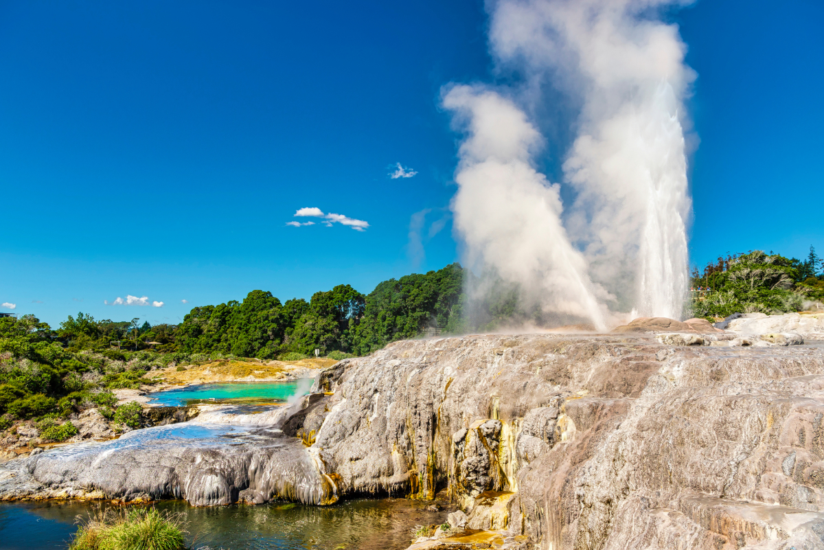 House Sitting in Rotorua