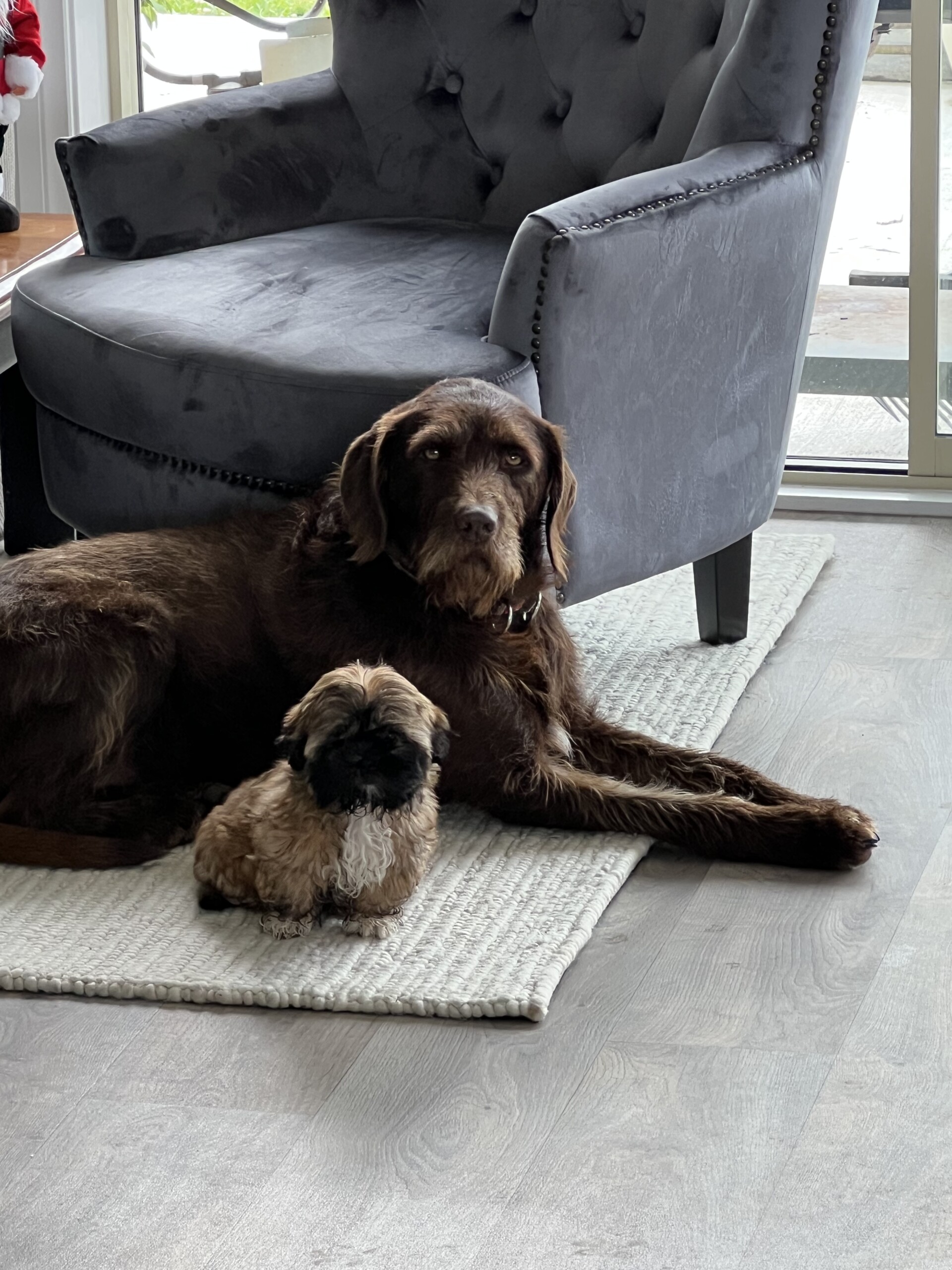 Lifestyle Property with Pets House Sitting Darfield Canterbury NZ