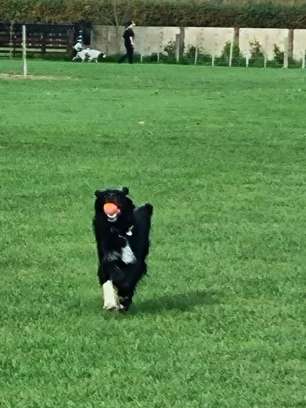 Family home in Cambridge House Sitting Cambridge Waikato NZ House