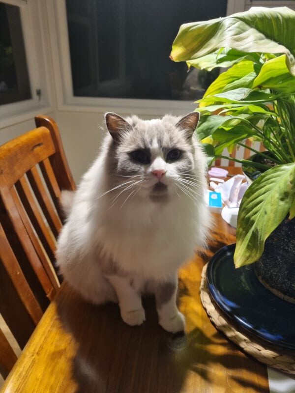 Family home in Cambridge House Sitting Cambridge Waikato NZ House